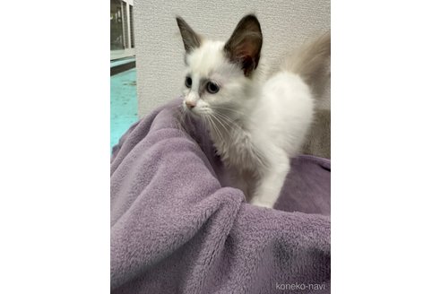 成約済の愛知県のラグドール-96224の2枚目