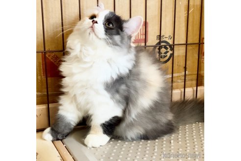 成約済の千葉県のスコティッシュフォールド-90451の2枚目
