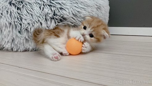 成約済の福岡県のマンチカン(短足)-96250の5枚目