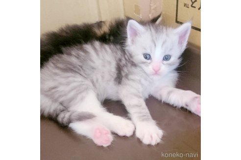 成約済の岡山県のメインクーン-96258の1枚目