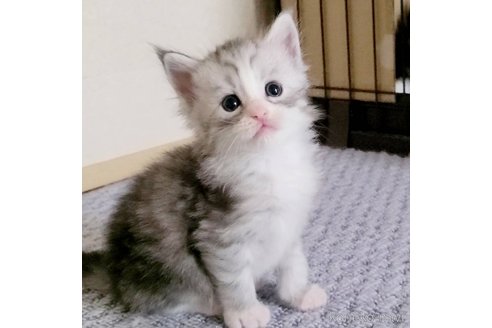 成約済の岡山県のメインクーン-96258の4枚目