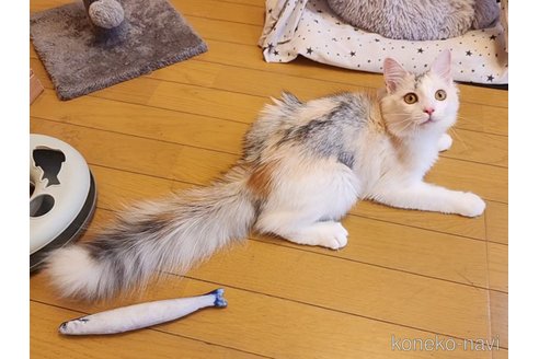 成約済の神奈川県のノルウェージャンフォレストキャット-86910の6枚目