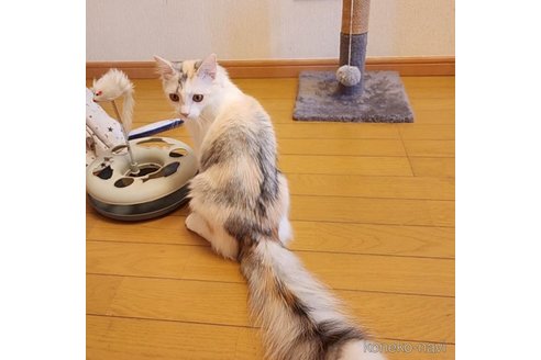 成約済の神奈川県のノルウェージャンフォレストキャット-86910の5枚目