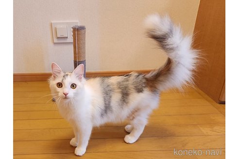 成約済の神奈川県のノルウェージャンフォレストキャット-86910の4枚目