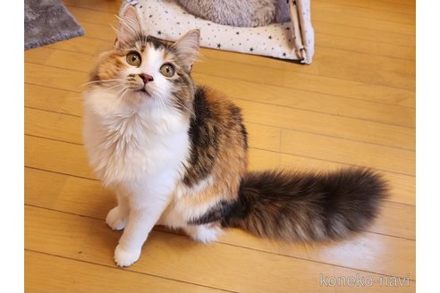 成約済の神奈川県のノルウェージャンフォレストキャット-86911の5枚目