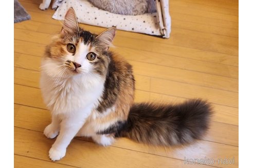 成約済の神奈川県のノルウェージャンフォレストキャット-86911の3枚目