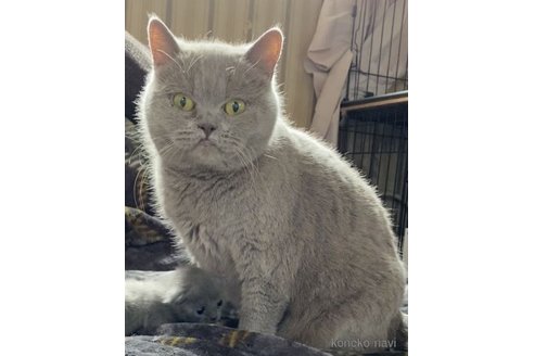ののブリティッシュショートヘア-