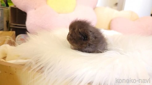 成約済の長野県のエキゾチックショートヘア-96307の4枚目
