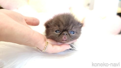 成約済の長野県のエキゾチックショートヘア-96307の5枚目