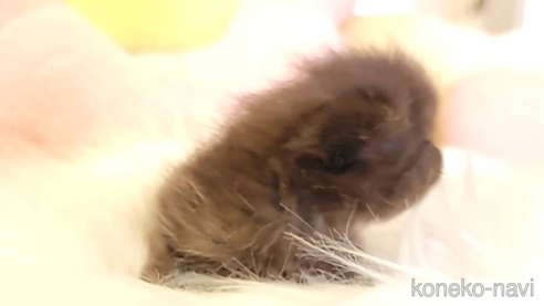 成約済の長野県のエキゾチックショートヘア-96307の2枚目