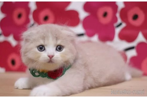 成約済の東京都のスコティッシュフォールド(折れ耳)-96317の5枚目