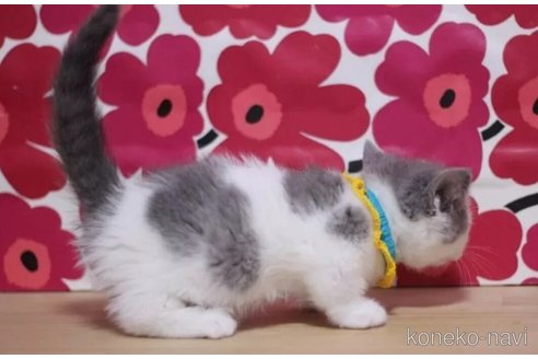 成約済の東京都のマンチカン(短足)-96318の4枚目