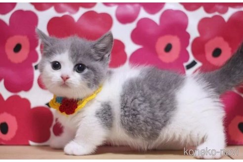 成約済の東京都のマンチカン(短足)-96318の5枚目