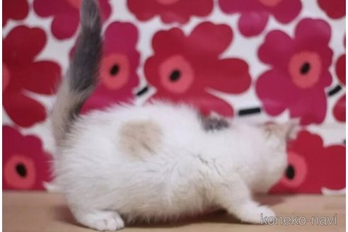 成約済の東京都のスコティッシュフォールド-96319の2枚目