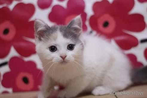 成約済の東京都のスコティッシュフォールド-96319の3枚目