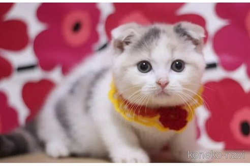 成約済の東京都のスコティッシュフォールド(折れ耳)-96320の2枚目