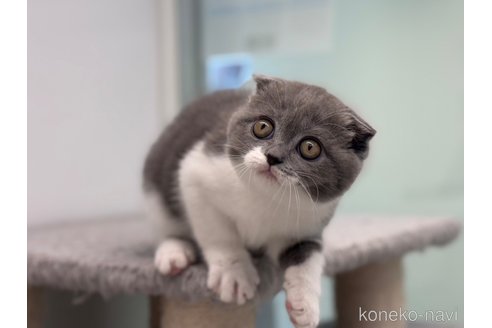 成約済の神奈川県のスコティッシュフォールド(折れ耳)-92458の10枚目
