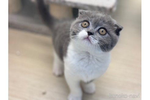 成約済の神奈川県のスコティッシュフォールド(折れ耳)-92458の5枚目