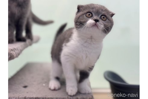 成約済の神奈川県のスコティッシュフォールド(折れ耳)-92458の4枚目