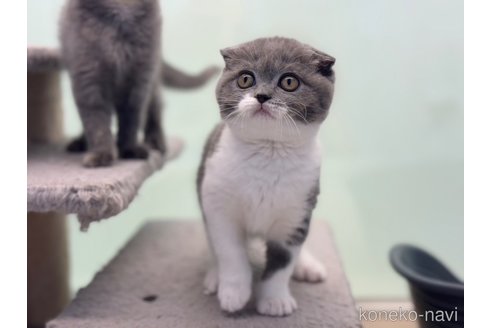 成約済の神奈川県のスコティッシュフォールド(折れ耳)-92458の3枚目