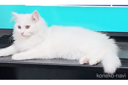 ホワイトちゃん1枚目