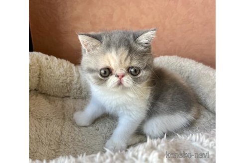 成約済の大阪府のエキゾチックショートヘア-96344の3枚目