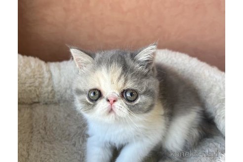 成約済の大阪府のエキゾチックショートヘア-96344の1枚目