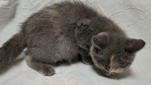 成約済の三重県のブリティッシュショートヘア-96349の6枚目