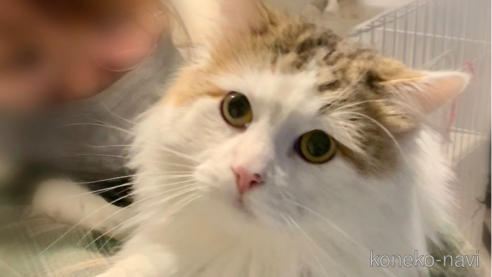 ののサイベリアン-