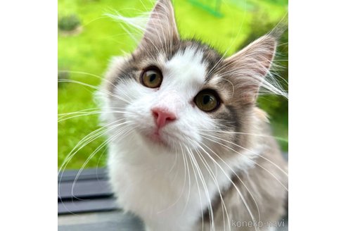 成約済の茨城県のノルウェージャンフォレストキャット-90857の2枚目