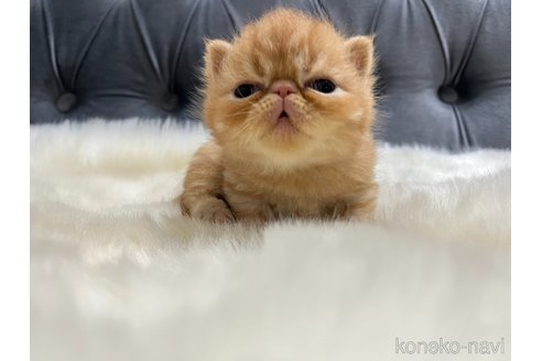 成約済の鹿児島県のエキゾチックショートヘア-96402の5枚目