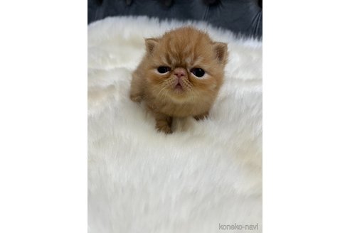 成約済の鹿児島県のエキゾチックショートヘア-96402の4枚目