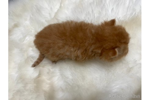 成約済の鹿児島県のエキゾチックショートヘア-96402の3枚目
