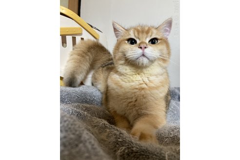 商談中の三重県のブリティッシュショートヘア-84286の6枚目