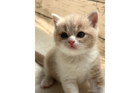 成約済の奈良県のスコティッシュフォールド-96406の3枚目