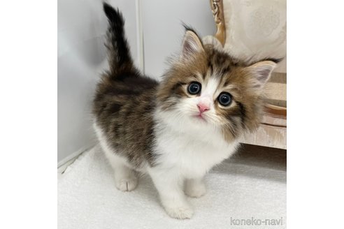 成約済の愛知県のノルウェージャンフォレストキャット-96408の2枚目
