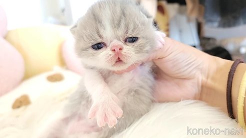 成約済の長野県のエキゾチックショートヘア-96412の1枚目