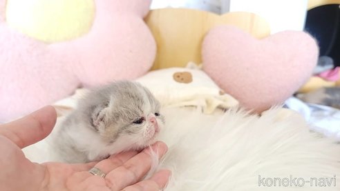 成約済の長野県のエキゾチックショートヘア-96412の4枚目