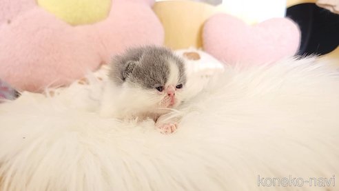 成約済の長野県のエキゾチックショートヘア-96413の4枚目