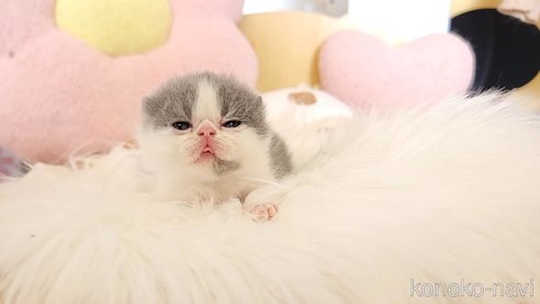 成約済の長野県のエキゾチックショートヘア-96413の3枚目