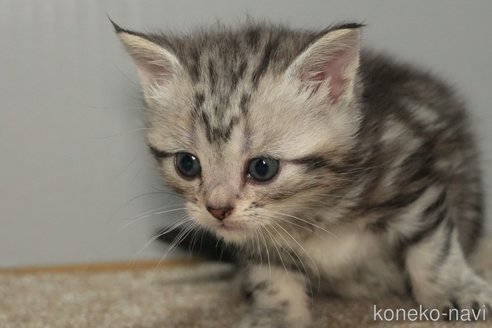 成約済の埼玉県のアメリカンショートヘア-95740の24枚目