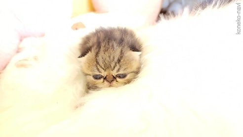 販売中の長野県のエキゾチックショートヘア-96414の4枚目