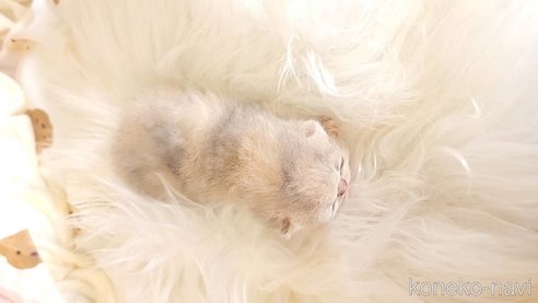 成約済の長野県のエキゾチックショートヘア-96415の4枚目