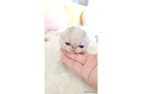 成約済の長野県のエキゾチックショートヘア-96415の3枚目