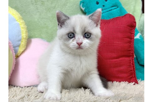 成約済の大阪府のブリティッシュショートヘア-94240の4枚目