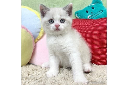 成約済の大阪府のブリティッシュショートヘア-94243の1枚目