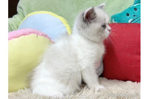 成約済の大阪府のブリティッシュショートヘア-94243の2枚目