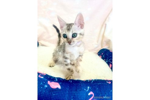 成約済の静岡県のベンガル-93749の16枚目