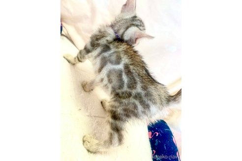 成約済の静岡県のベンガル-93749の17枚目