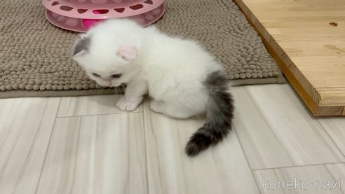成約済の福岡県のマンチカン(短足)-96423の4枚目